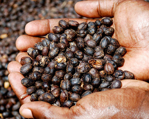 Please introduce the raw bean treatment method of coffee washing, semi-washing, sun drying and honey treatment in Costa Rica.