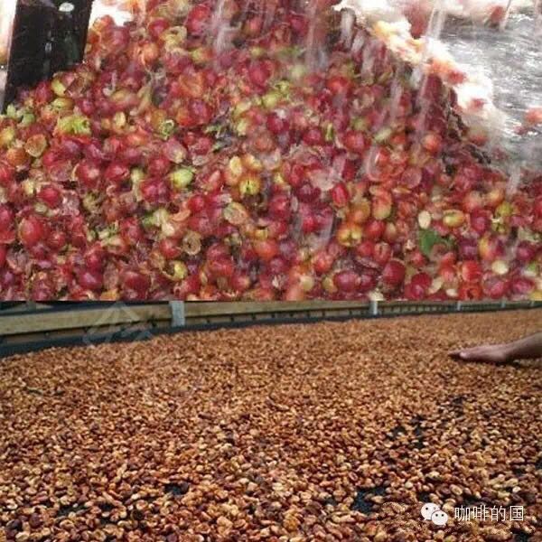 What is the secret handling of coffee beans? China Coffee Network, do you know how coffee fruits are handled?