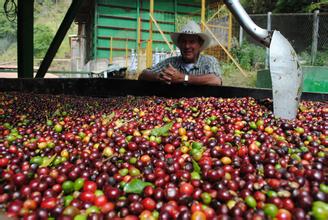 What are the characteristics of Colombian coffee? Colombian coffee culture Colombian coffee