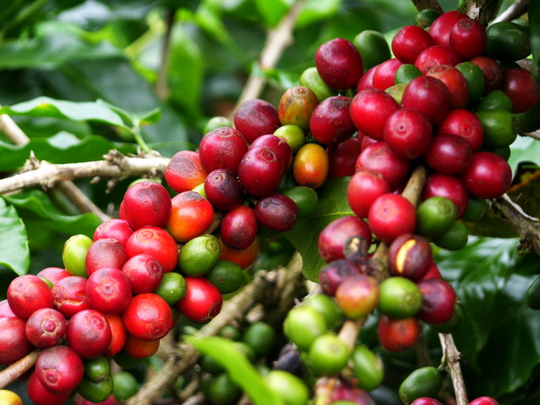 Experience plantation amorous feelings Tanzania Arusha Coffee Manor Africa original Tanzania imported coffee