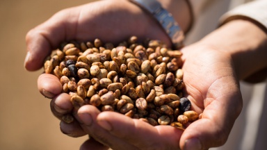 Grade Analysis of Ethiopian Coffee varieties Ethiopia's main producing areas