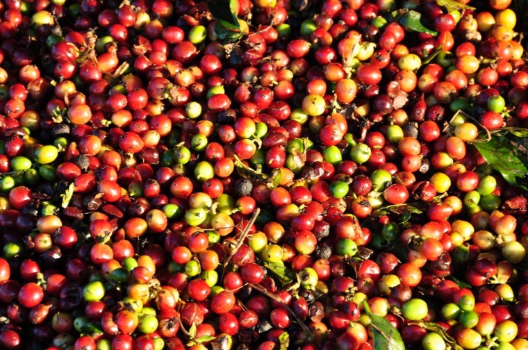 Yega Sidamo coffee beans wholesale price coffee beans price coffee raw beans in Ethiopia