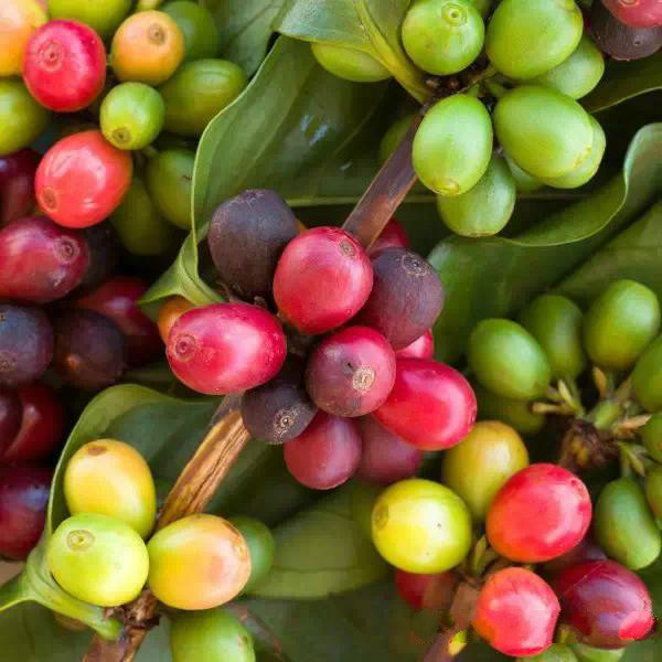 Arabica coffee beans wholesale price of Ethiopian coffee beans ILLY Italian Starbucks site