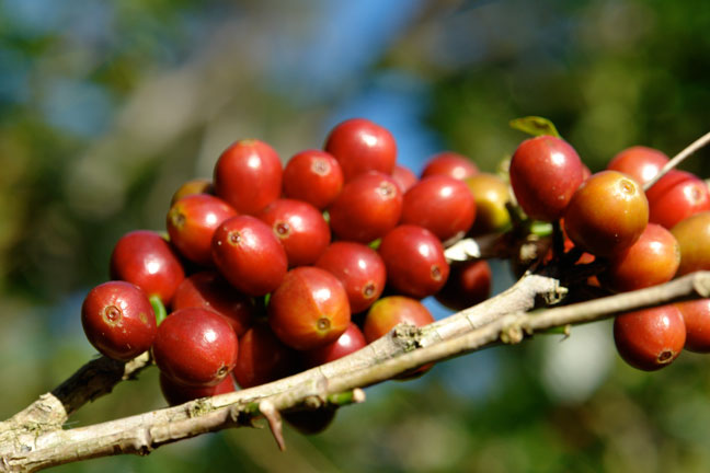 Imported Coffee beans and Coffee Powder treated with Elida Estate Honey in Pokuit Alida Farm, Panama