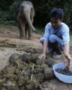 Elephant shit coffee, high-priced coffee beans known as 