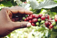 Washing AA quality coffee beans from Jiatugi treatment plant in Nyeri production area of Kenya