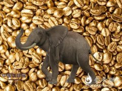 The whole process analysis of elephant dung coffee, expensive Thai coffee