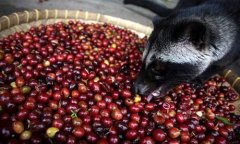 Is Kopi Luwak really worth that much? Price of Kopi Luwak on the market