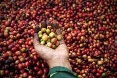 What are the best African coffee beans in Zambia?
