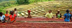 Kenya AA Arabica Coffee Bean Plantation African Coffee Bean Flavor