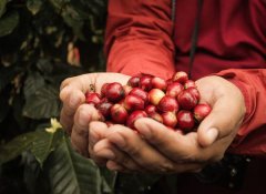 Costa Rica where coffee beans are grown in Central and South America.