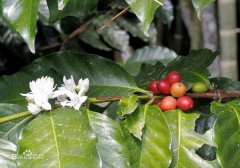 Washed coffee and ripe beans at Diamond Hill Manor in Costa Rica