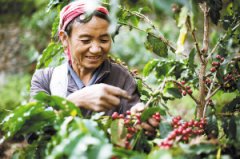 Ripe beans of Pokuit Coffee in boquete production area of Kaisalouis Manor in Panama