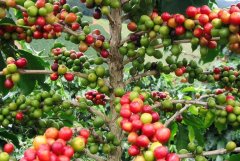 Honduran coffee has a good reputation and is suitable for mixed coffee.