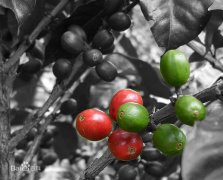 Coffee beans are not good-looking coffee beans of different sizes and shapes are beans from which area