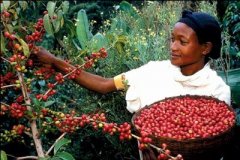 The Origin of Kenyan Coffee: Kenyan Coffee walks into Africa