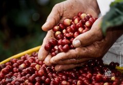 Why is the price of Rosa coffee beans so expensive in the international coffee market