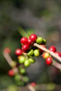 The way of sieve grading is to grade according to the size of raw coffee beans. The raw bean passes through the iron with holes.