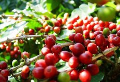 Ripe beans of Pokuit Coffee in boquete production area of Kaisalouis Manor in Panama