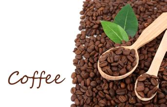 Boutique coffee mocha coffee beans characteristics coffee bean price