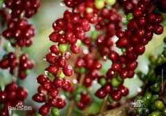 Indonesian Coffee in the Gayo Mountains of Aceh, Aceh, Sumatra, Indonesia