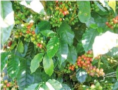 Sumatra Coffee Flavor Mantenin famous Origin