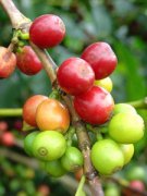 Fine coffee imported from Indonesia Bali high-quality sun treatment of raw beans