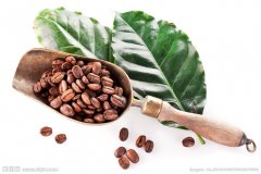 What are the varieties of coffee beans in Libya?