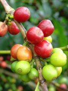 Ethiopia, one of the top ten coffee producers in modern times.