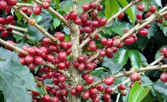 Coffee recommends that Colombian Colombia is mainly Kaddura and mixed-race Colombian.