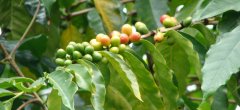 High-quality coffee from Rwanda comes from washed Arabica coffee beans with unique and perfect flavor.