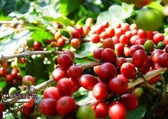 Tanzania gourmet coffee has soft acidity and attractive aroma.