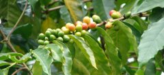 One of the main coffee producers on the island of New Guinea is the Siegel Plantation.