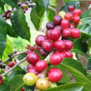 Vietnam is a coffee producing country with large coffee output.