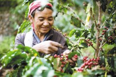 Why is Yunnan Coffee Selling Low? Yunnan coffee prices are falling?