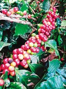 Boutique coffee in the Aceh Gaio Mountains on the island of Sumatra, Indonesia