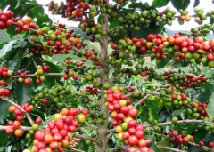 Fine Coffee from Karana Kintamani Volcano Ubu processing Factory in Bali, Indonesia