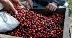 Panama Region Black Coffee Maccubit Estate Boutique Coffee