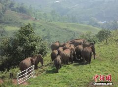 Elephants should also be refreshed! Asian wild elephants visit Yunnan Pu'er Coffee Garden together