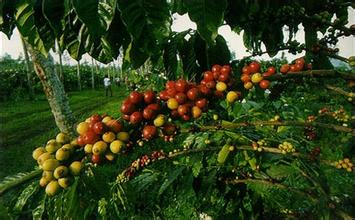 Sun-dried coffee, Sidamo, Ethiopia, wash Sidamo.