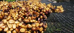 What are the coffee beans treated with yellow honey?