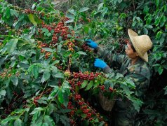 Yunnan boutique coffee single coffee Yunnan coffee cultivation