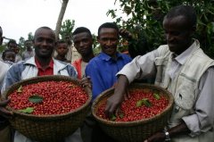 Coffee beans are processed by drying.