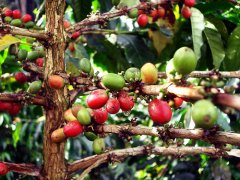 Plant classification of coffee beans