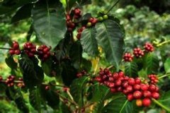 Haitian pollution-free coffee