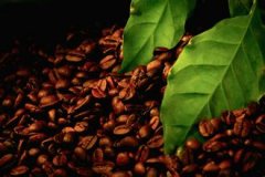 Coffee beans have the same characteristics as those of coffee beans.