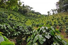 San Marco is the hottest coffee farm among the eight coffee producing areas in Guatemala.