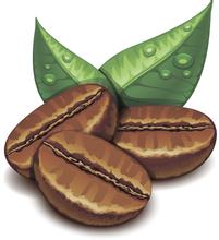 Origin flavor of Salvadoran coffee