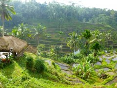 Rainforest Koban Guatemala Coffee Plantation