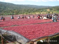 Coffee beans harvesting Coffee beans harvesting